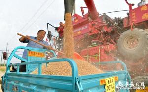 安徽阜南：127万亩小麦开镰收割，力保颗粒归仓