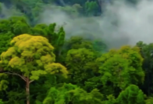 到海南五指山探秘热带雨林奇妙生物