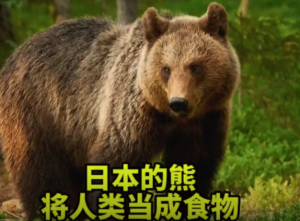 日本史上最严重熊灾：从杂食到食人，“人类以后必须进笼子才能外出”