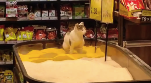 猫咪超市粮食区把玉米糁当猫砂 网友：盲猜猫咪刚上完厕所吧！