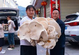 云南一村民捡到野生蘑菇王总重102.5斤