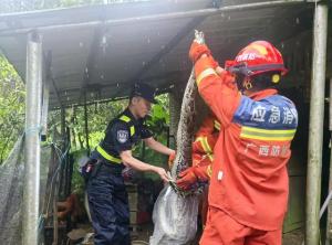 大蛇钻进鸭舍吞鸭子 消防迅速处置 蟒蛇台风天“躲”进食禽