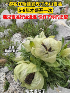 姑娘路边高价买雪莲花实为山茶花，专家教你如何辨别！