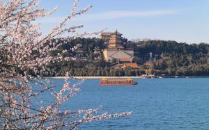 北京春日賞花攻略來了 花期提前享美景