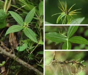 重慶陰條嶺發(fā)現(xiàn)多種珍稀重樓屬植物 豐富生物多樣性數(shù)據(jù)