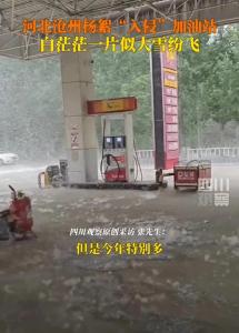 河北滄州楊絮“入侵”加油站 白色風(fēng)暴引關(guān)注