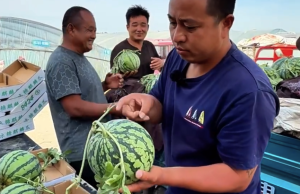男子每天拍拍西瓜月入3萬元,！只需3秒就能辨別出西瓜有多甜