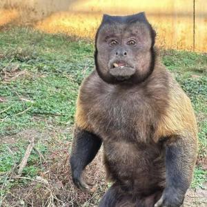 合肥野生動物園一猴子丑出圈 保育員稱其實很可愛
