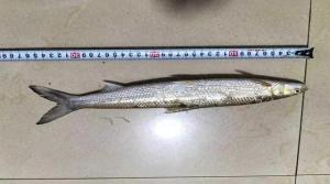 極危物種鳤魚重現(xiàn)贛江 禁漁成效顯現(xiàn)