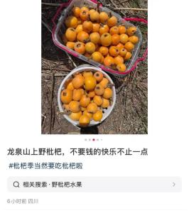 年輕人愛上打野農(nóng)戶深受困擾 采摘潮流引發(fā)爭議
