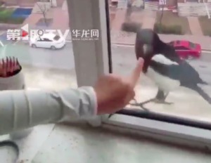 喜鵲連續(xù)幾天在窗口等女孩放學(xué)回家 只和大姐的女兒親