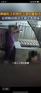 活豬口中插入水管灌水,？當(dāng)?shù)鼗貞?yīng) 揭露生豬注水注藥黑幕