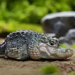 像鱷魚一樣工作,，關(guān)鍵時(shí)候一口一個(gè)準(zhǔn)
