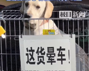 暈車小狗被主人帶著到處游街 特意定制一套籠具安在汽車尾部