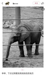 武漢動物園回應(yīng)小象去世 急性感染致心肺衰竭