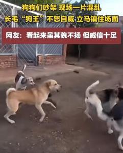 中國(guó)下司犬外網(wǎng)爆火 被稱為中國(guó)狗王 王者風(fēng)范征服全球
