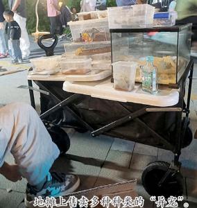 女子旅游期間撿回“萌物”引麻煩 警惕異寵風(fēng)險(xiǎn)