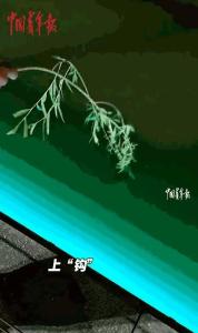 男子釣到一條大魚 仔細(xì)一看后放生 善舉引熱議