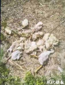 辦喜事放鞭炮嚇?biāo)类従?00多只小鵝 鄰里糾紛終和解