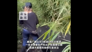 女游客在盧旺達(dá)偶遇大猩猩 驚險(xiǎn)瞬間引關(guān)注
