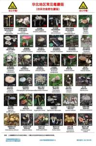 北京地區(qū)毒蘑菇安全防護指南 警惕“菇勇者”陷阱