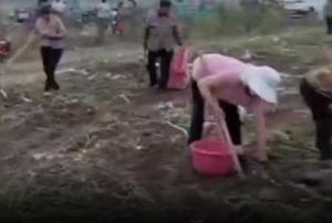 村民哄搶農(nóng)場土豆 警方已立案處理