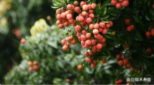 白糖罌荔枝跌破一元 果農(nóng)愁容滿面
