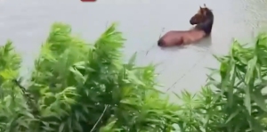 馬兒落河主人和消防員合力救其上岸 溫情救援感動人心