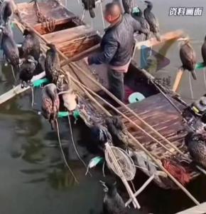買鸕鶿捕魚致富？這很“刑” 非法捕撈后果嚴重