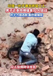 太猛了,！印度男子與黑豹近身肉搏 將其按倒捂嘴