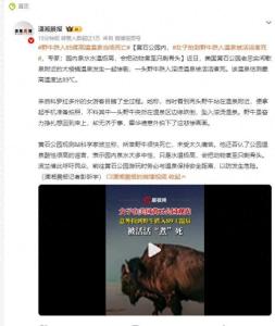 女子拍到野牛跌入溫泉被煮死 悲劇提醒游客注意安全