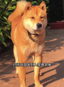 為何各地對禁養(yǎng)田園犬標準不一,？