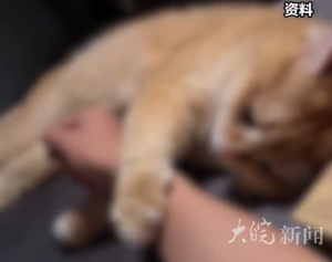 質(zhì)疑虐貓考生漠視生命并非追殺 虐貓考生被取消資格合情合理