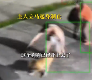 狗狗撲向路過男孩主人沖上去阻止 狗主人回應(yīng)：對(duì)方?jīng)]有受傷