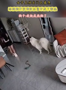 上班出門太著急 給狗狗開空調(diào)沒注意開成了制熱