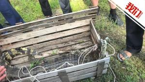 江西一景區(qū)多只鱷魚“越獄” 特警持槍擊斃出逃鱷魚