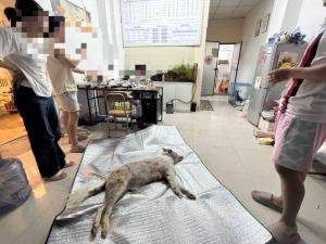 狗狗疑被寵物店放烘干箱1小時烤死 寵物店操作引爭議