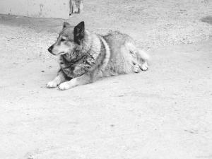 辟謠狂犬病潛伏期可達(dá)幾十年 90%病例1-3月內(nèi)發(fā)病