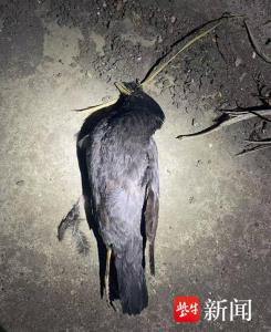 男子每天下班弹弓打鸟 涉刑事犯罪 45只“三有”鸟类殒命