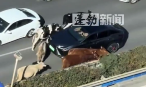 高速堵车元凶竟是“牛魔王”？牛群占道乱窜还停下吃绿化带