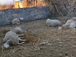 辽宁一农户17只羊一夜之间被不明生物咬死 疑似狼出没引发关注