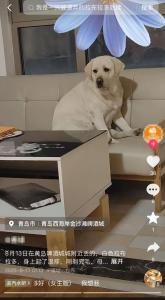 青岛女子刷到丢失三个月的狗在长沙 千里寻回爱犬