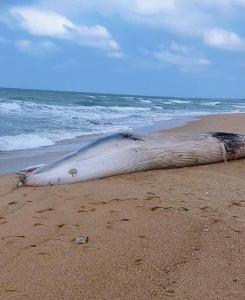 海南昌江海边发现一鲸鱼尸体 专家已抵达现场处置