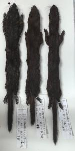 四川发现新物种马边鼬 填补生态研究空白