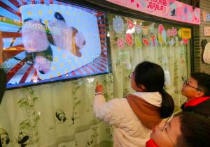 上海大熊猫“龙凤胎”名字揭晓 市民票选结果公布