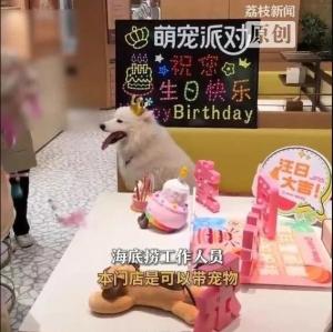海底捞给狗过生日卫生如何保障 宠物友好措施引争议