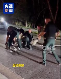 佛州街頭驚魂!身長4米 近300公斤巨鱷闖入居民區(qū)