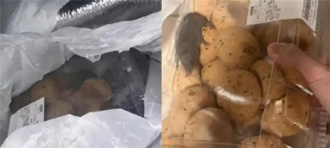 官方正核查山姆活鼠事件 麻薯中驚現活鼠