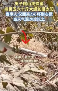 男子上山遇蟒蛇曬太陽 驚魂一刻拍下視頻