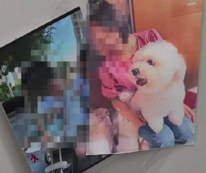 宠物狗因思念主人，最终绝食而亡！一家三口被撞身亡宠物狗绝食离世